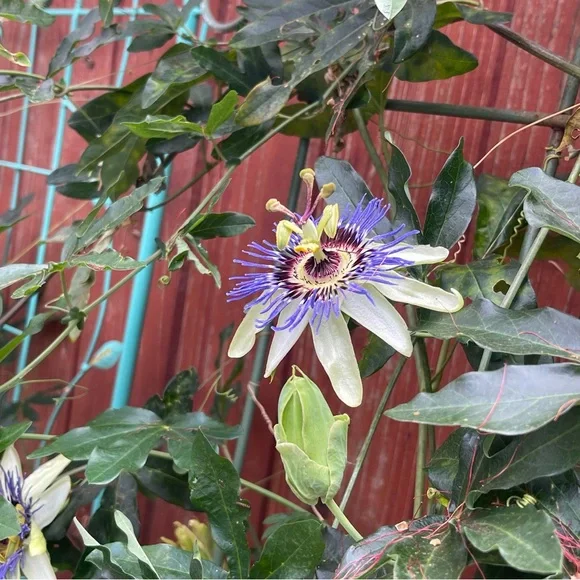 En Saison MIDI Cosmo floral Sundress - super Soft fabric - Picture 12 of 15